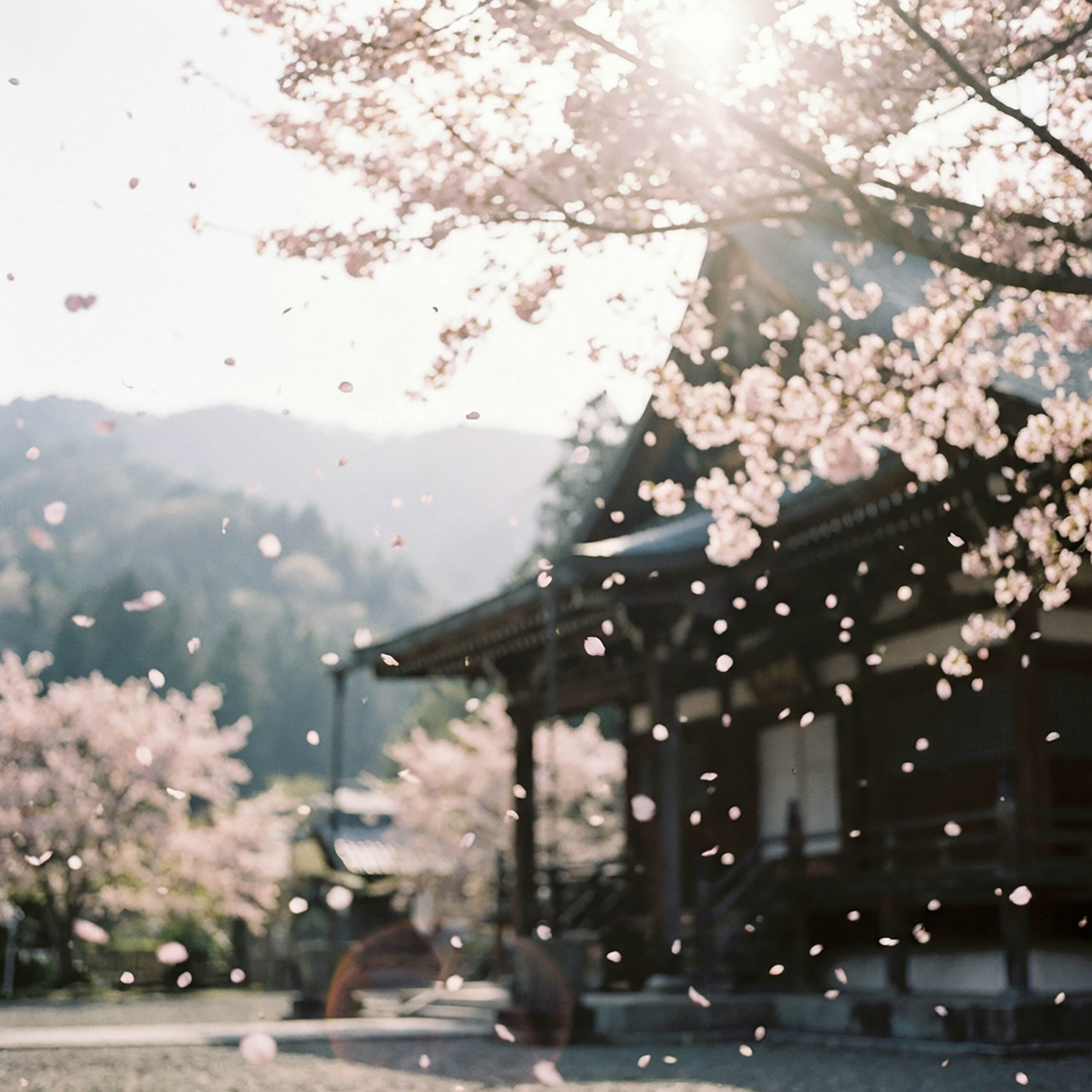 舞い散る桜と寺院が広がる幻想的な春の風景